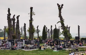 Ponad pół miliona złotych kary dla parafii za ogłowienie drzew na cmentarzu - Sw