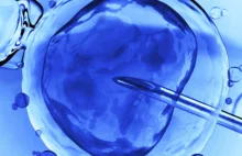 Sukces rządu - in-vitro skuteczniejsze niż leczenie niepłodności różańcem!