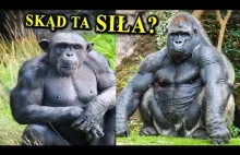 Dlaczego wielkie małpy są nadludzko silne?