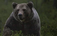 Tragedia w Niżnych Tatrach na Słowacji. Kobieta uciekała przed niedźwiedziem