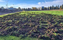 Dziki zdewastowały murawę starachowickiego stadionu. Kto zapłaci za wymianę?