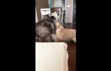 Koci szeryf robi porzadek z walczacymi psami
