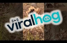 Coś wylazło z drzewa...