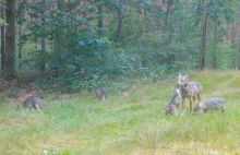 Wilczyca Minka zniknęła z radaru na łące z ambonami myśliwskimi