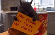 Co najmniej 10 alarmów bombowych w Nowym Jorku po uśpieniu Peanut