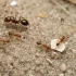 Mrówki ogniste są już w Europie. Jedne z najbardziej inwazyjnych owadów.