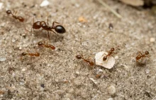 Mrówki ogniste są już w Europie. Jedne z najbardziej inwazyjnych owadów.