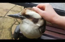 Czy dzikie kookaburry pozwolą mi się pogłaskać?