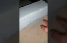 Fuszerka poziom mistrzowski