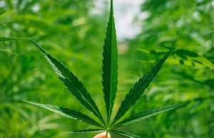 W Szwajcarii rozdawana jest wysokiej jakości marihuana