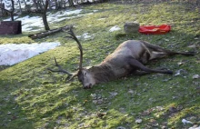 Udomowiony jelen zastrzelony w szklarskiej porebie
