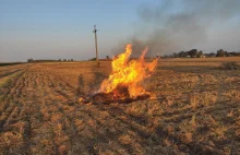 Radykalnie wzrosną grzywny za nielegalne wypalanie traw i słomy.