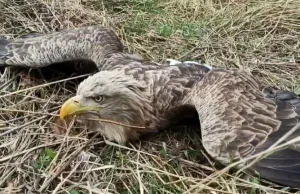 W województwie opolskim znowu znaleziono otrute orły! Który to już raz?