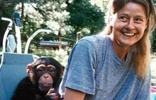 Adopcja szympansa i tragiczny finał "zabawy w dom"