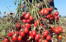 Agros Nova będzie potrzebował dużo więcej pomidorów. Czy będą chętni do uprawy?