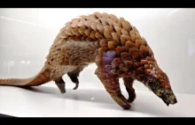 Pangolin - łuskowiec z rodzaju Manis