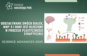 Duet białek, który wzmacnia nasze połączenia mózgowe