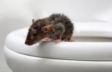 Ohyda! Z toalety wrocławianki wyszedł szczur!
