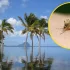 Denga na Mauritiusie. Służby ostrzegają przed groźnym wirusem