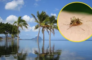 Denga na Mauritiusie. Służby ostrzegają przed groźnym wirusem