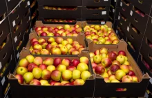 Przekroczenie chloropiryfosu w jabłkach z Ukrainy. To kolejna taka sytuacja