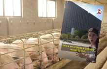 Dziennikarze pokazali świńskie wieżowce w Chinach. Nagranie stało się wiralem