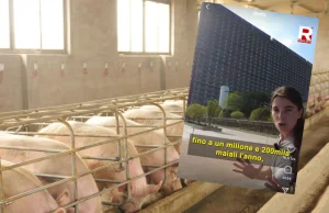 Dziennikarze pokazali świńskie wieżowce w Chinach. Nagranie stało się wiralem