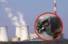 Ktos truje koty w elektrowni Jaworzno. Policja prowadzi sledztwo.