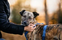 Jak obliczyć wiek psa? Wszystko się skomplikowało