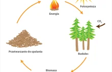 Biomasa: Jedzenie staje się energią