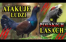 Dlaczego Atakuje Ludzi? - GŁUSZEC