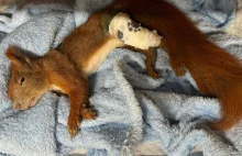 Ratuj Animal Helper by pomoc dotarła do zwierząt na czas