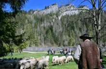 Turysta nagrał z ukrycia górala, który napieprza z całej siły kijem owce