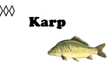 Karp - nietradycyjne danie