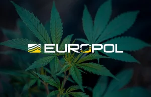Europol: Używanie marihuany prowadzi do przemocy i popełniania przestępstw