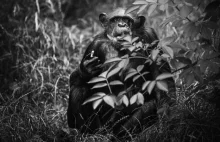 Szympansica Kizi nie żyje. Miała 43 lata