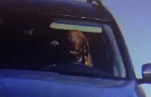 Uwaga, pies za kierownicą! Zdjęcie ze słowackiego fotoradaru