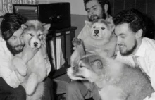 Odkrycie polskich naukowców na Antarktydzie odkryli szczątki Denisa Bella z 1959