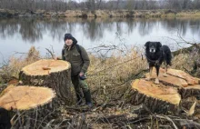 170 kilometrów wycinek nad Bugiem. "Takiej rzezi nie było nawet za PiS"