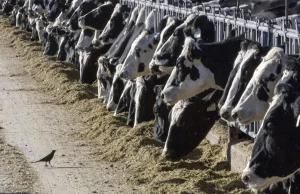 U osoby zdiagnozowano ptasią grypę po kontakcie z krowami w Teksasie