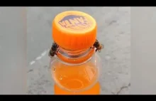 Dwie pszczoły i butelka oranżady....