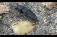 Skorpion wśród owadów - Próchniaczek czarniawy ( OCYPUS OLENS ) - YouTube