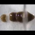 Planarian - robak który potrafi regenerować ciało, gdy zostanie pocięty