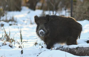 Kilka tysięcy dzików do odstrzału. Wojewodowie wydali wyrok, działacze alarmują