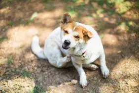 Mikroflora psa - kał na dywanie, groźne bakterie w pysku