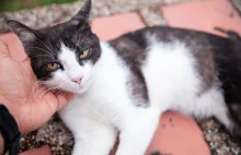 Pracownicy bronią kota. Miał zostać "eksmitowany"