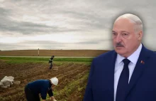 Czyżby na Białorusi brakowało kartofli