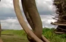 Potężne ciosy u słonia