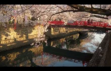 Kwitnące wiśnie w sennym mieście Ōgaki, które rozsławiło pewne anime :)