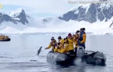 Scena jak z filmu przyrodniczego. Pingwin ucieka na łódź pełną turystów